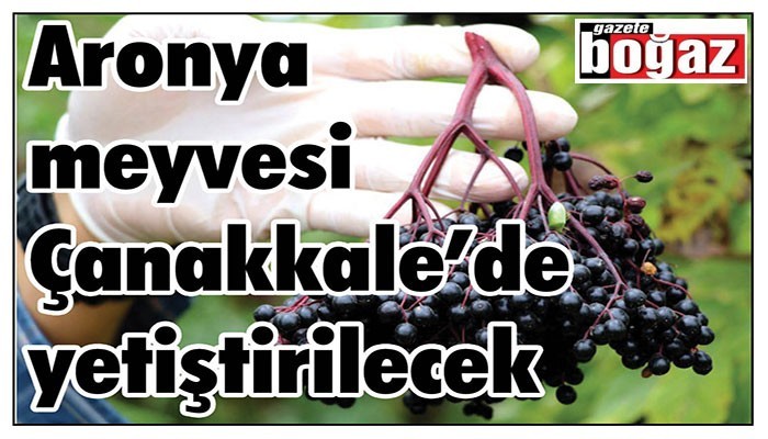 Aronya meyvesi Çanakkale’de yetiştirilecek