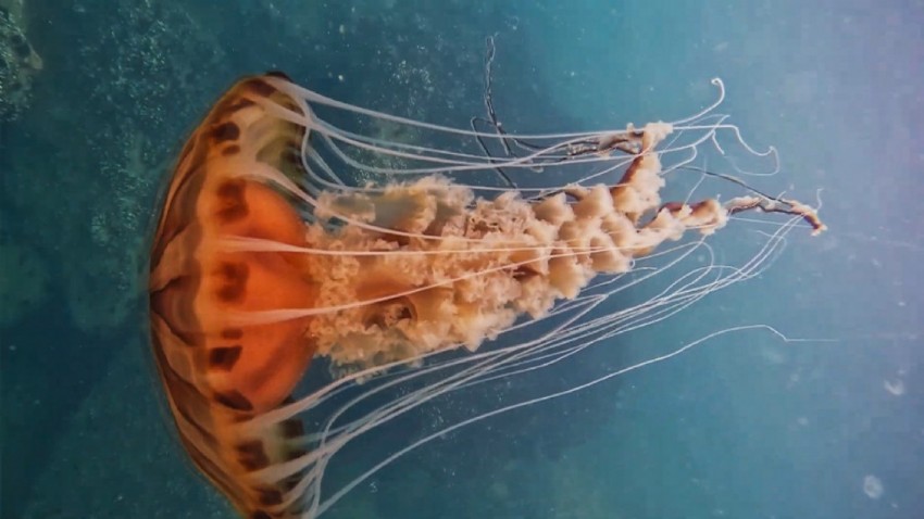 4 metrelik zehirli denizanası görüntülendi (VİDEO)