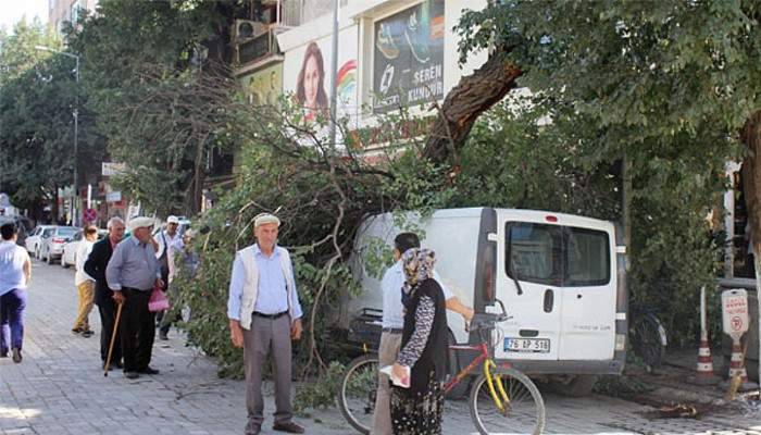 Asırlık ağaç minibüsün üzerine devrildi