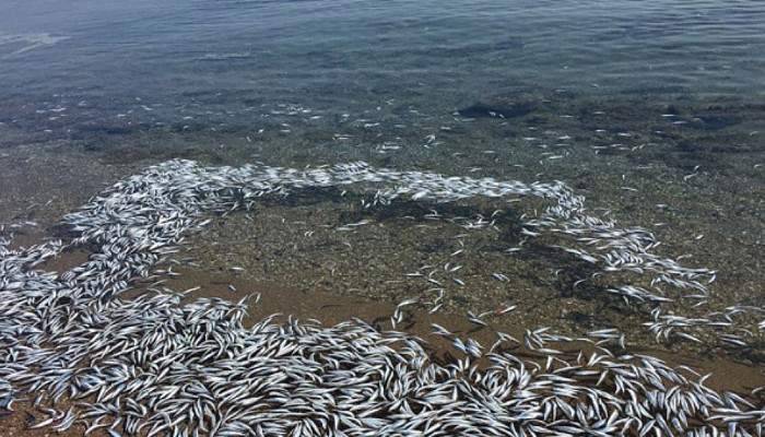 Bozcaada'da sahile vuran yüzlerce balık korkuttu