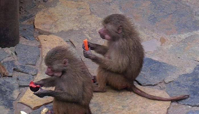 Hayvanat bahçesi sakinlerine yılbaşı hediyesi