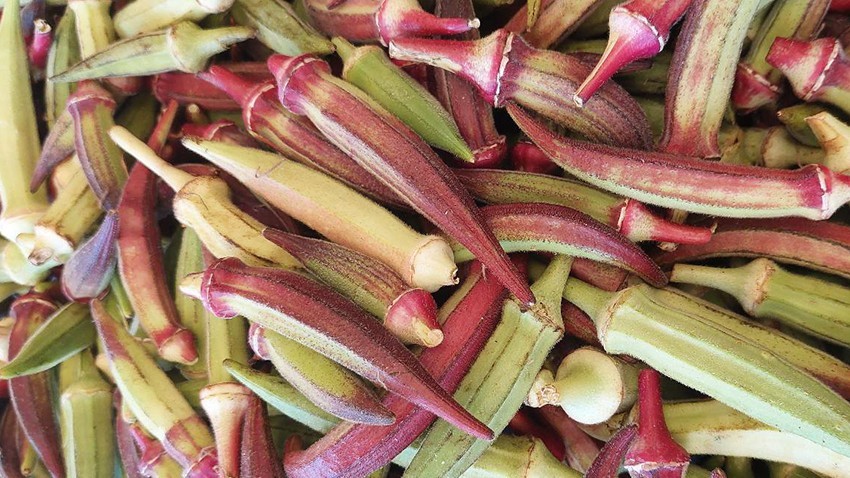 Bayramiç'te Atalık Tohumlar Sonbahara Renk Katıyor