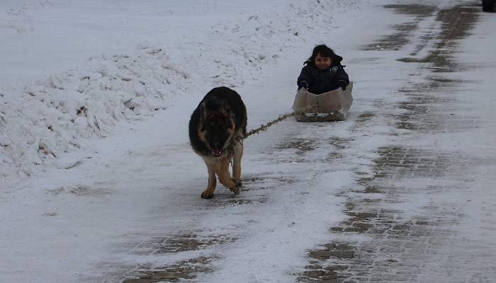 Köpekli kızak keyfi