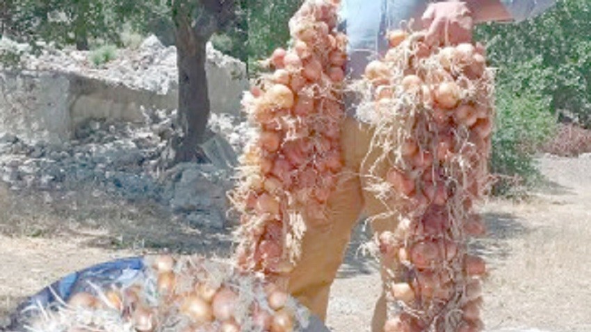 Biga’da Soğan Hasadı Bereketle Başladı