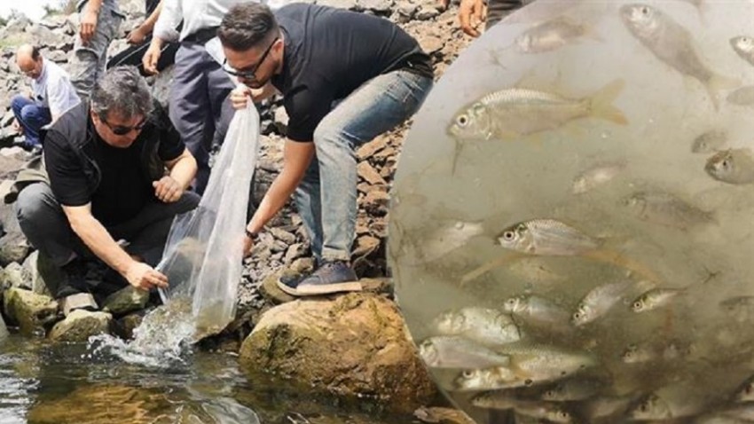 Çanakkale’de Baraj ve Göletlerde Balıklandırma Çalışmaları Devam Ediyor