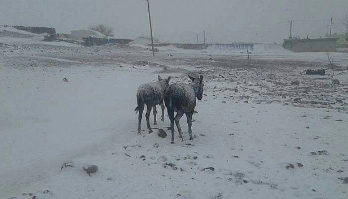 Şanlıurfa’da eşekler dondu
