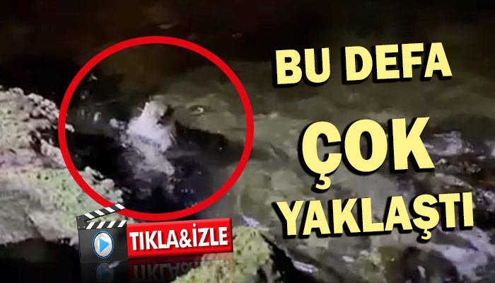 Su samuru Çanakkale’de kıyılarında! (VİDEO)