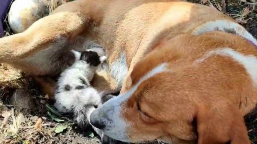 Çanakkale'de annesinin terk ettiği yavru kediye, köpek annelik yapıyor (TIKLA İZLE)