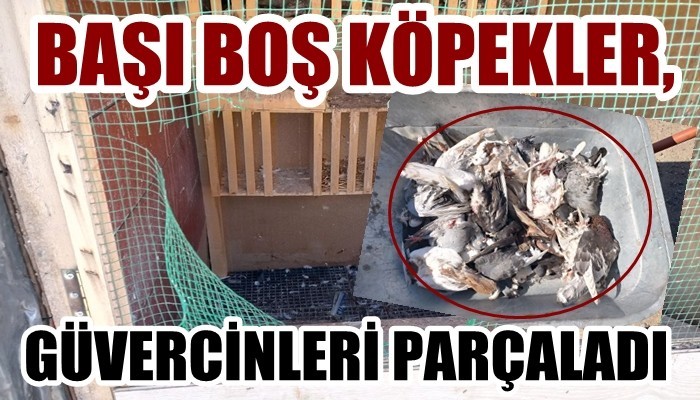 Çanakkale’de başı boş köpekler 40 güvercini parçaladı