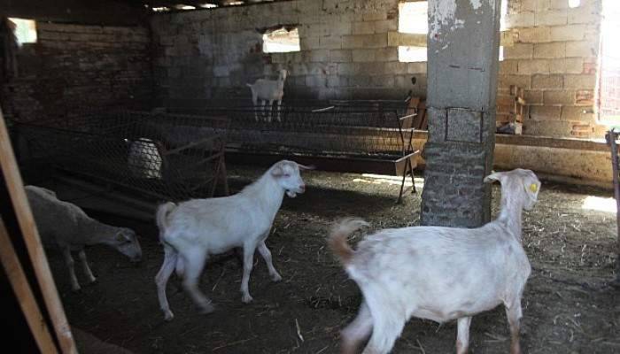 Kebapçının kuzularını çaldılar