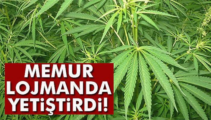 Lojmanda hint keneviri yetiştiren memur tutuklandı