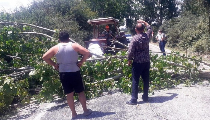 Fırtınadan devrilen kavak ağacı karayolunu kapattı