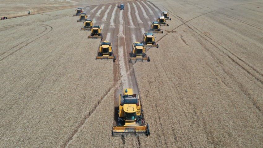 Türkiye’nin tahıl ambarında bu yıl 200 bin ton buğday hasadı bekleniyor