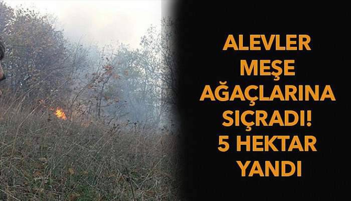 Alevler meşe ağaçlarına sıçradı! 5 hektar tarım arazisi yandı