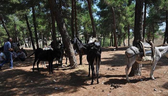 Bayramiç Panayırı'nda at ve eşekler satışa çıktı