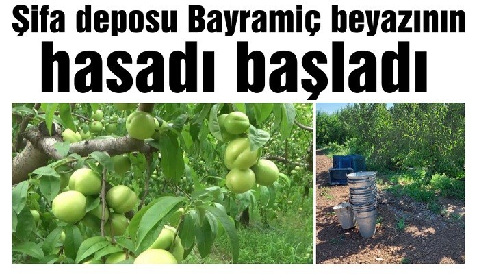 Şifa deposu Bayramiç beyazının hasadı başladı