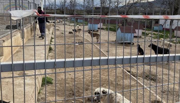 Sokak Hayvanları Kısırlaştırma Projesi Başladı