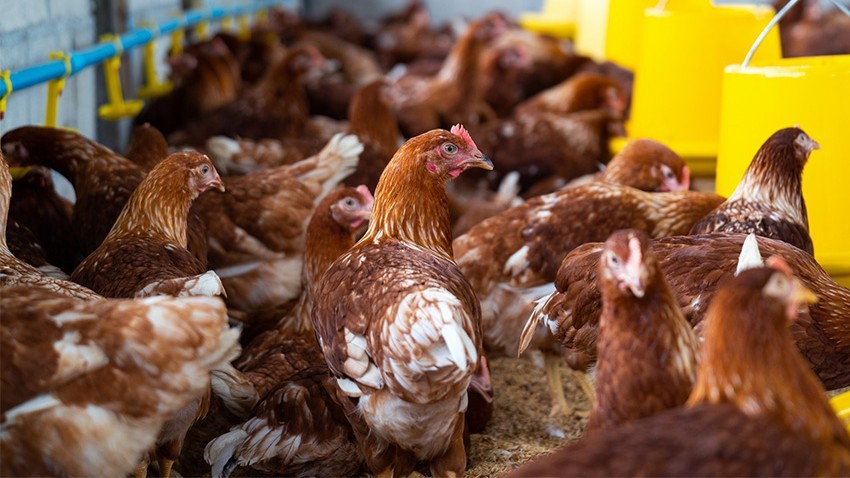 Tavuk eti üretimi 202 bin 143 ton olarak gerçekleşti