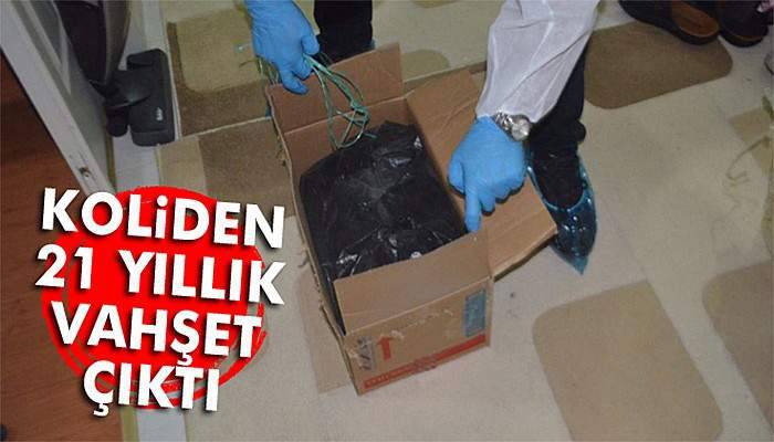 Koliden vahşet çıktı