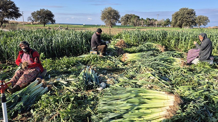 Kışlık Sebzelerde Hastalık ve Zararlı Denetimi