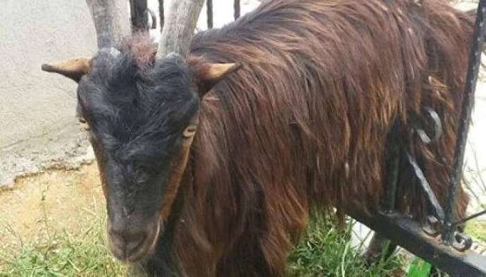  Parmaklıklara Sıkışan Keçiyi İtfaiye Kurtardı 