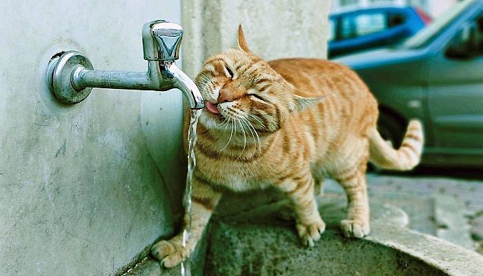 Bu kedi çeşmeden başka hiç bir yerden su içmiyor (VİDEO)