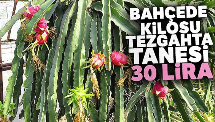 Bahçede kilosu, tezgahta tanesi 30 lira