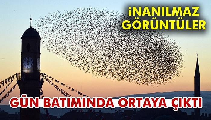  Kuşların gün batımındaki etkileyici dansı