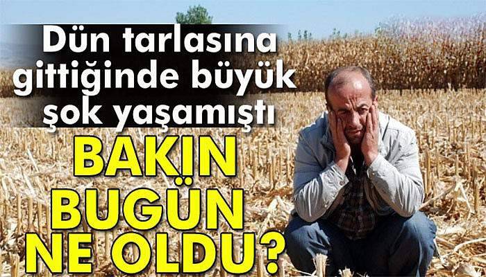 Tarlasından çaldırdığı 19 ton mısır buldu