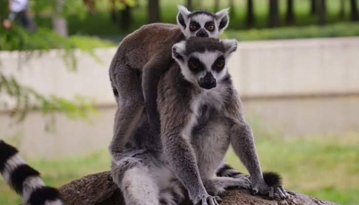 Lemurların yavru sevinci