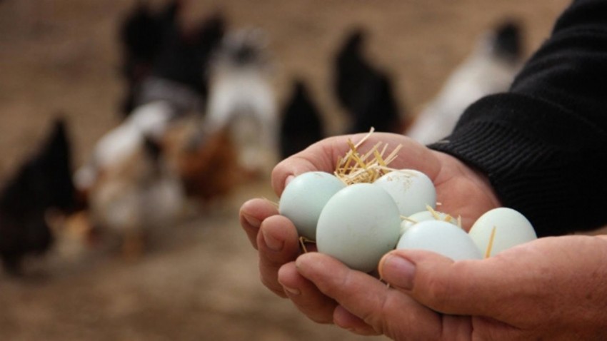 Tavuk yumurtası üretimi yüzde 3,1 arttı