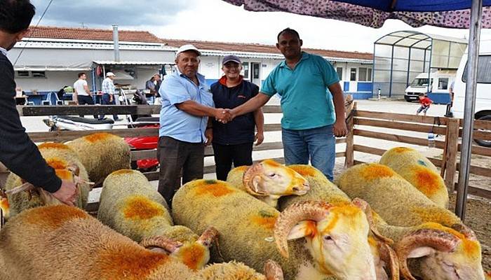 Biga’da canlı hayvan borsası canlandı