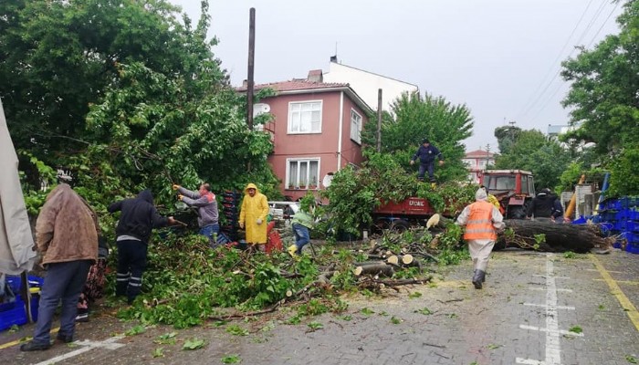 ŞİDDETLİ RÜZGAR, AYVACIK'TA AĞAÇLARI DEVİRDİ!