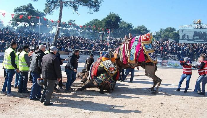 Bayramiç böyle deve güreşi görmedi