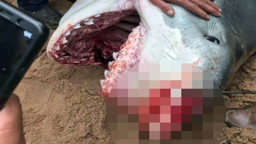 Turisti öldüren köpek balığı için ürperten yorum