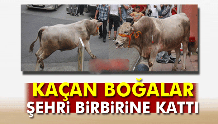 Kaçan boğalar şehri birbirine kattı