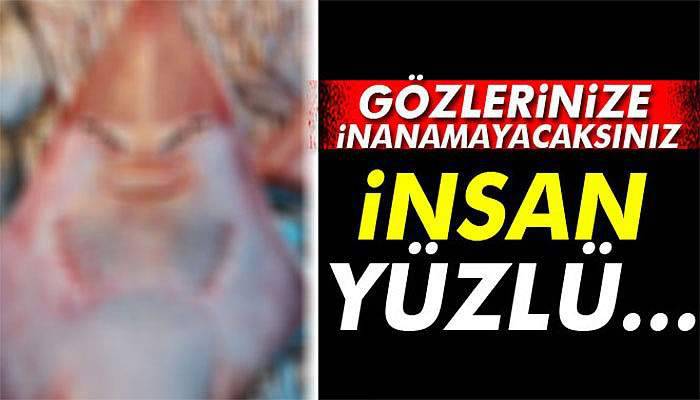 İnsan yüzlü balık görenleri şaşırtıyor