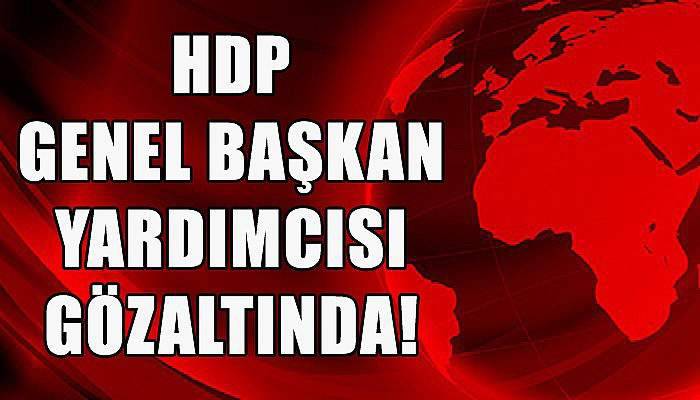 HDP Genel Başkan Yardımcısı gözaltında!