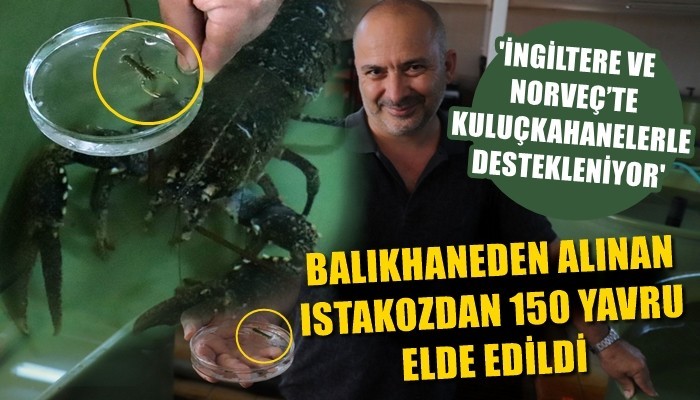 Balıkhaneden aldıkları ıstakozdan 150 yavru elde ettiler (VİDEO)