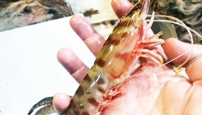 KARABİGA’DA JUMBO KARİDESİ AV SEZONU BAŞLADI