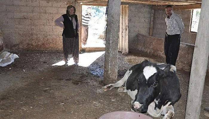 2 gün yol açıp ineği kurtardılar