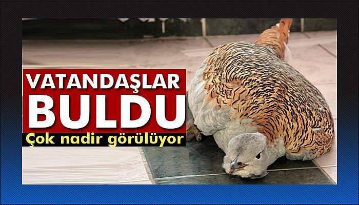 Tunceli'de yaralı toy kuşu bulundu