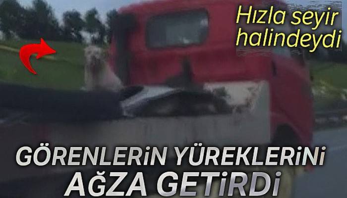 Oto çekicisinin üzerindeki köpeğin düşme tehlikesi yürekleri ağza getirdi