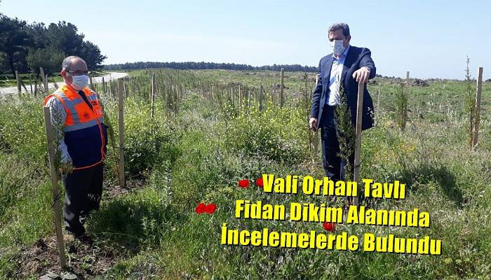 Vali Orhan Tavlı Fidan Dikim Alanında İncelemelerde Bulundu