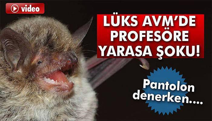 Lüks AVM’de profesöre yarasa şoku!