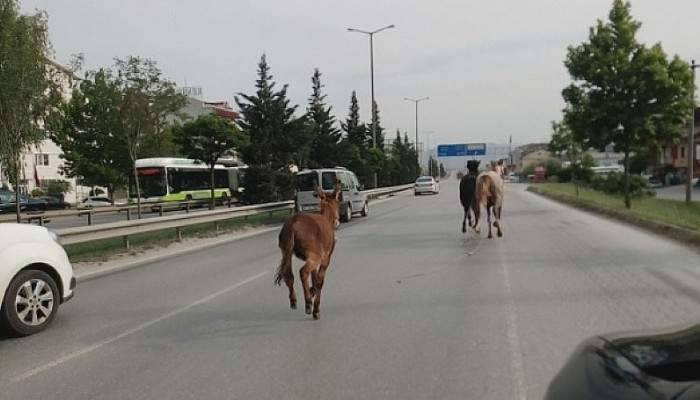 Hipodrom değil otoyol!