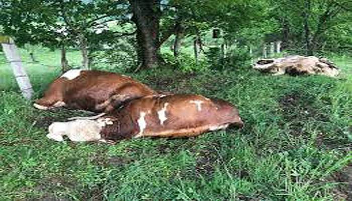 Biga'da 3 inek yıldırım düşmesi sonucu öldü