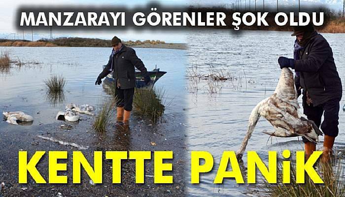 Korkutan kanatlı hayvan ölümleri