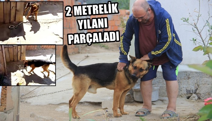 Kurt köpeği, eve girmeye çalışan 2 metrelik yılanı parçaladı (VİDEO)