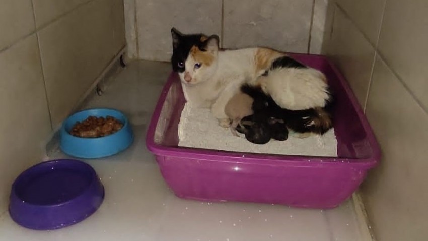 Kedi, Devlet Hastanesi'nde doğum yaptı   